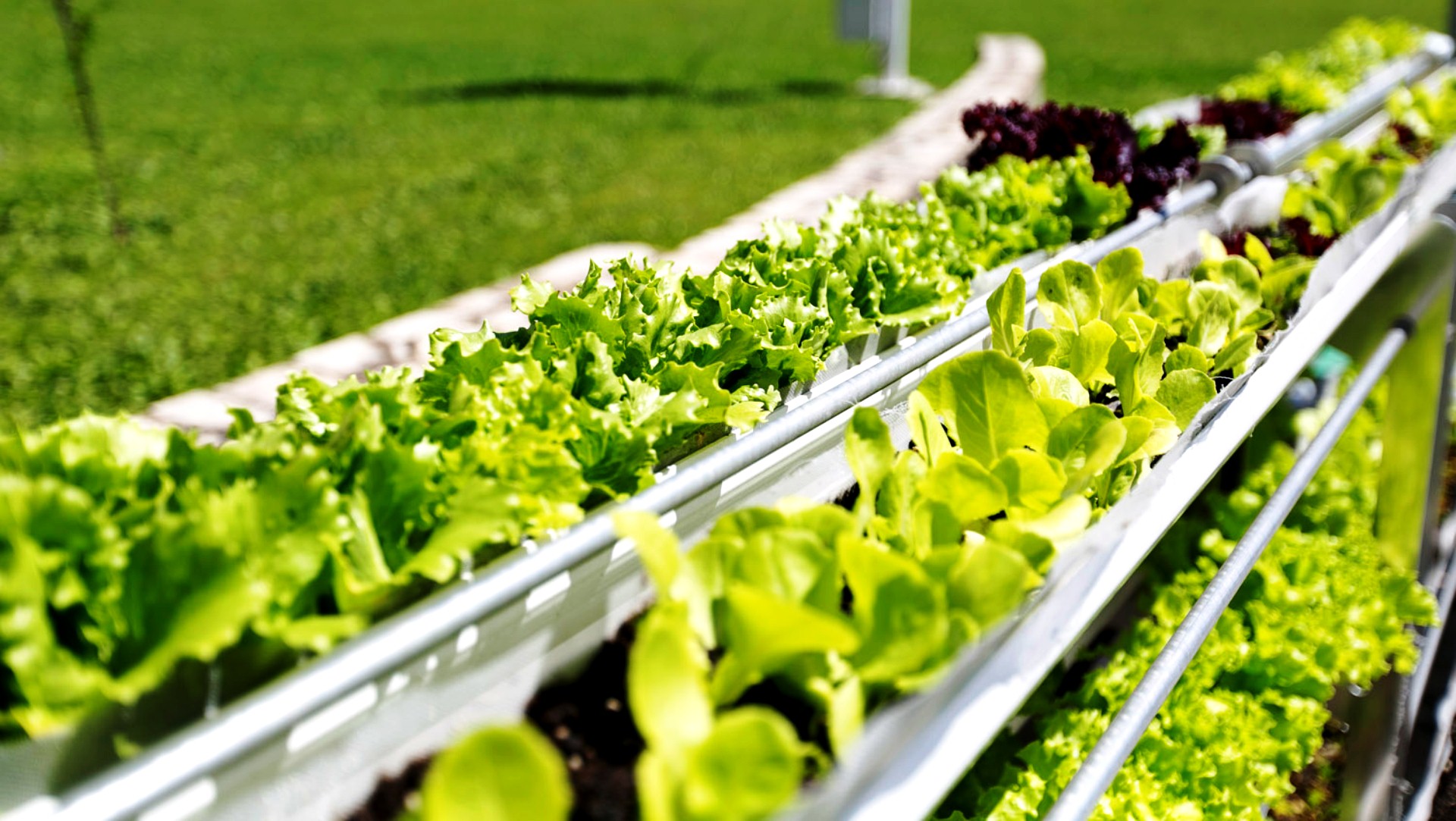 Rosario, la ciudad que apuesta por la agricultura urbana | IMPULSO